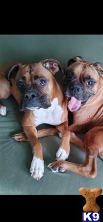 DaddyBoxer Picture 1